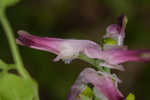 Ramping fumitory